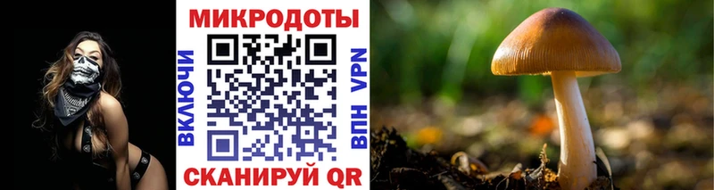 Псилоцибиновые грибы Psilocybe  Сольвычегодск 